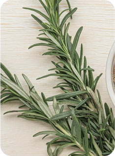 Rosemary extract promoting insulin sensitivity and healthy glucose management.