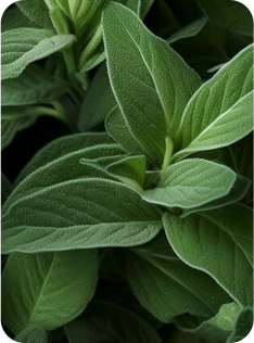 Sage extract supporting healthy blood sugar, fat storage, and insulin sensitivity.